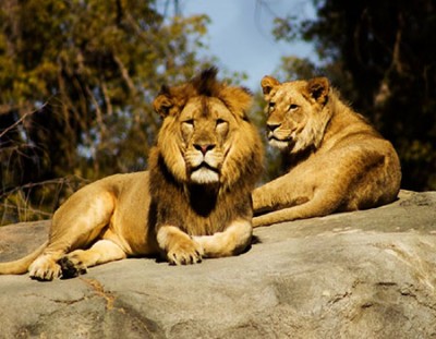 Golden Triangle and Asiatic Lion Safari Tour